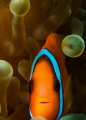   Who resist taking one more clownfish  
